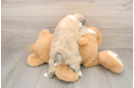 Aussiechon Puppy for Adoption