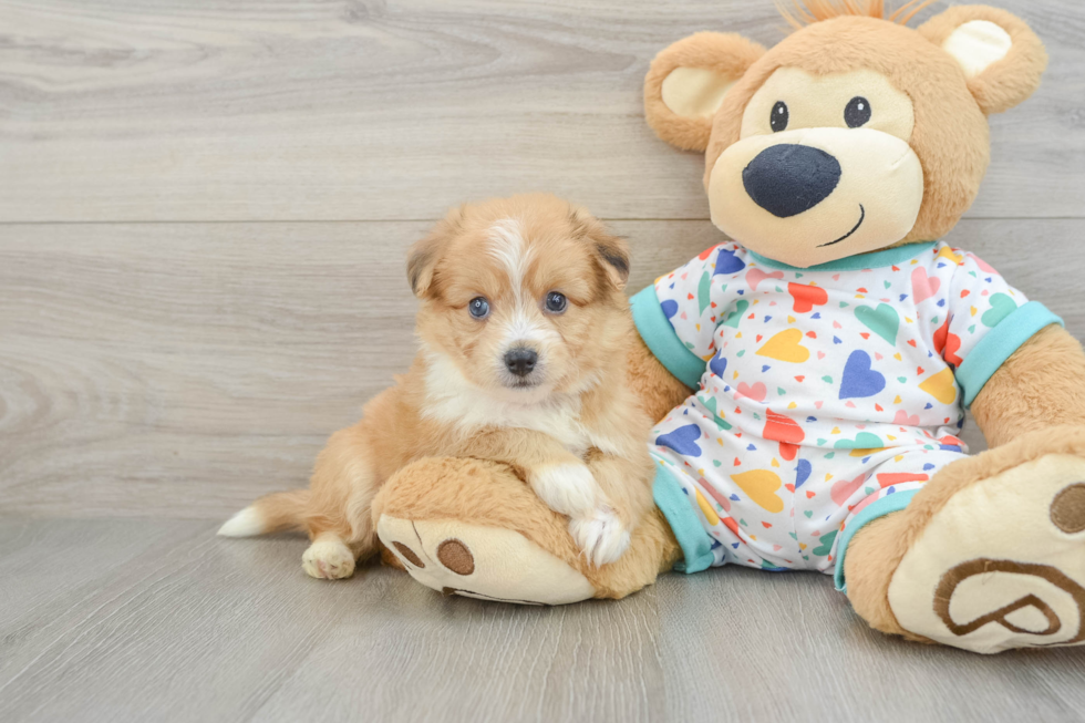 Aussiechon Puppy for Adoption