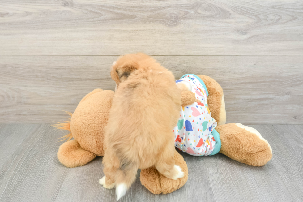 Popular Aussiechon Designer Pup