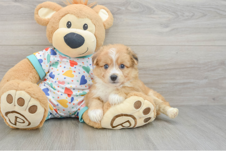 Energetic Aussie Bichon Designer Puppy