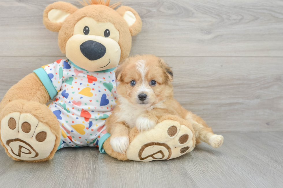 6 week old Aussiechon Puppy For Sale - Fairfield Furbabies