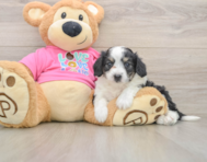 7 week old Aussiechon Puppy For Sale - Fairfield Furbabies