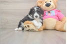 Aussiechon Puppy for Adoption