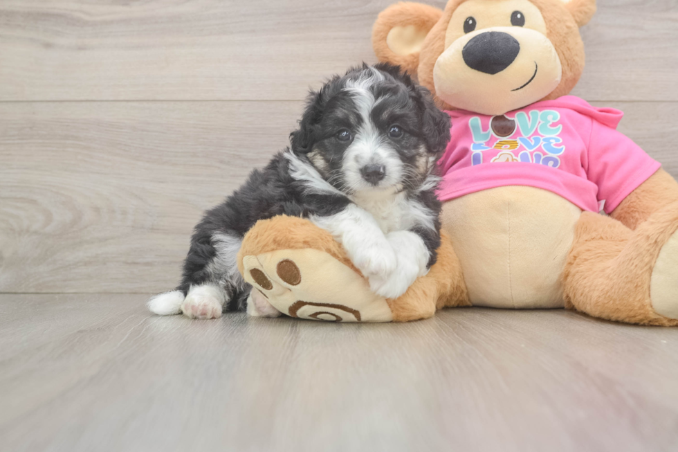 Aussiechon Puppy for Adoption