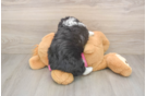 Aussiechon Puppy for Adoption