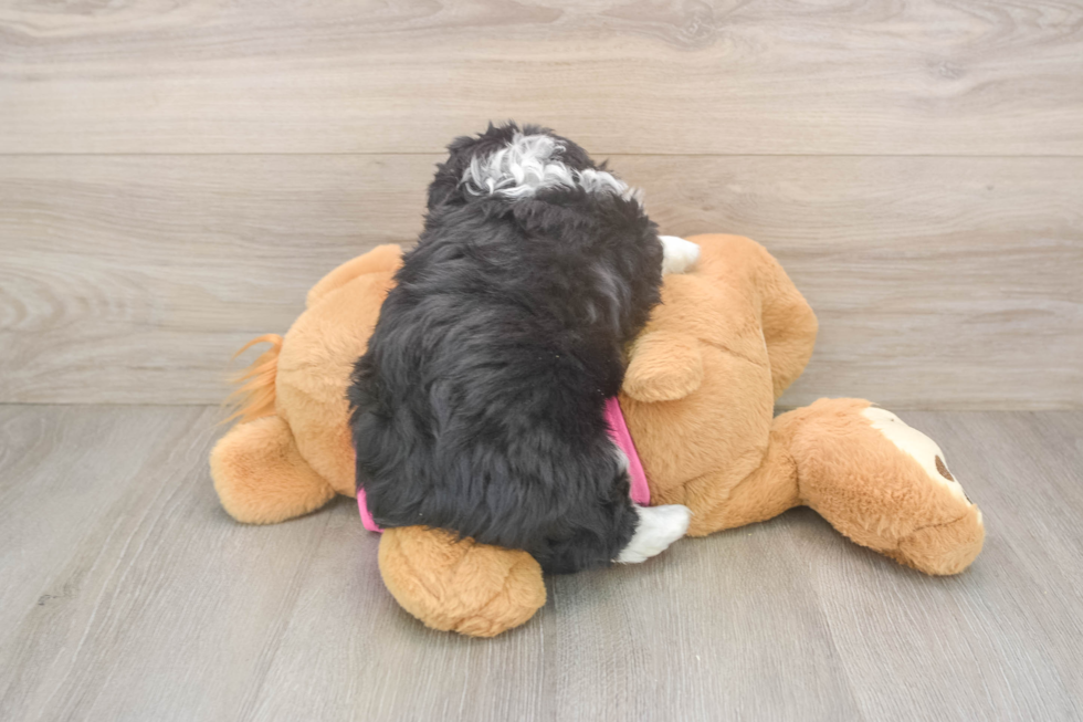 Aussiechon Puppy for Adoption