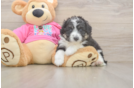 Playful Aussie Bichon Designer Puppy