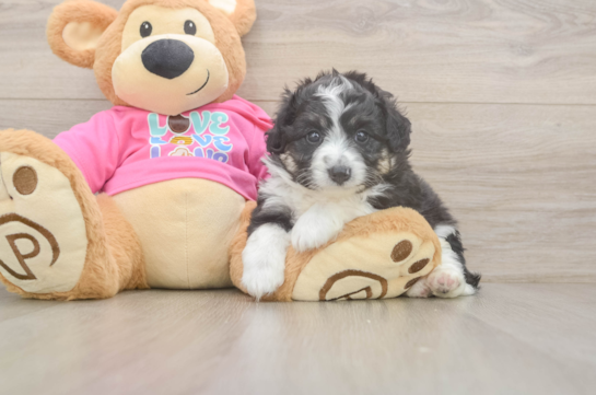 Playful Aussie Bichon Designer Puppy