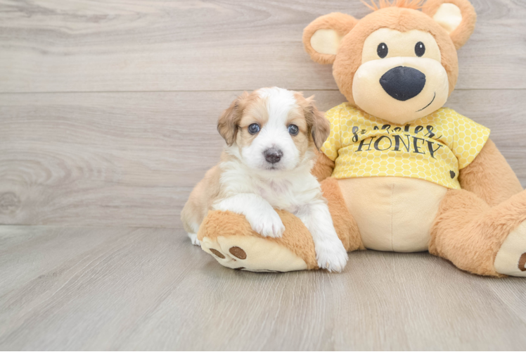 Aussiechon Pup Being Cute