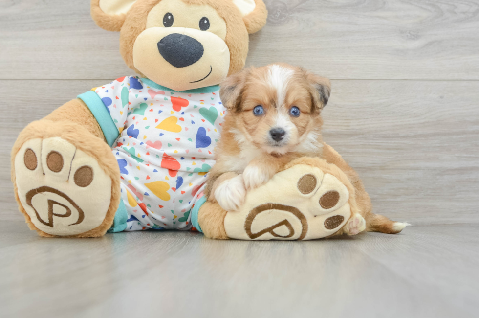 6 week old Aussiechon Puppy For Sale - Fairfield Furbabies