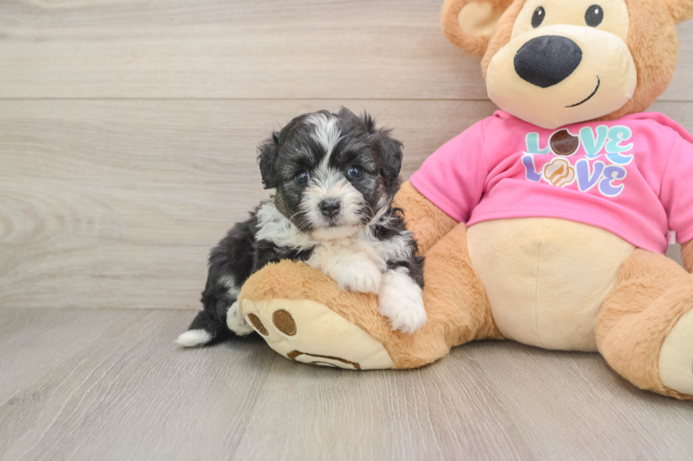 Petite Aussiechon Designer Pup
