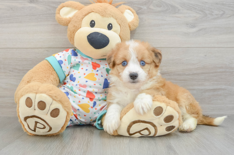 6 week old Aussiechon Puppy For Sale - Fairfield Furbabies