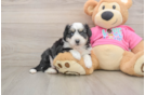 Aussiechon Puppy for Adoption