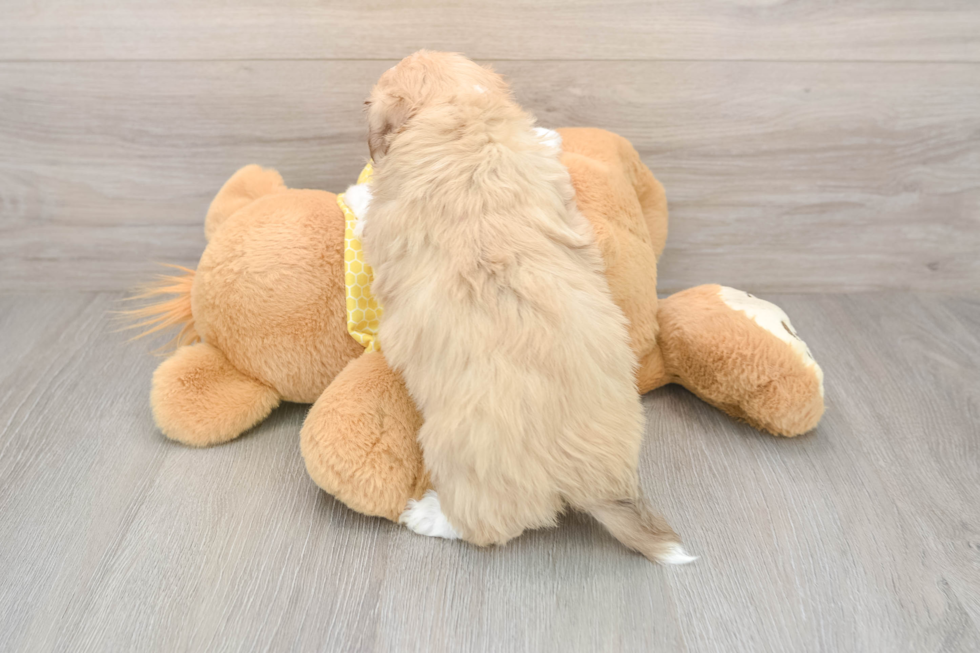 Sweet Aussiechon Baby