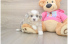 Aussiechon Puppy for Adoption