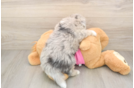Smart Aussiechon Designer Pup