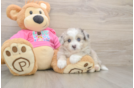 Aussiechon Puppy for Adoption