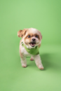 Cute Yorkie Chon Pup Cute Yorkie Chon Pup