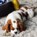 Cute Cavalier King Charles Spaniel Purebred Pup Cute Cavalier King Charles Spaniel Purebred Pup