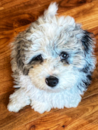 Cute Mini Sheepadoodle Pup Cute Mini Sheepadoodle Pup