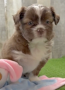 Cute Saussie Designer Pup Cute Saussie Designer Pup