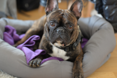 French Bulldog Being Cute French Bulldog Being Cute