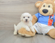 6 week old Bichon Frise Puppy For Sale - Fairfield Furbabies