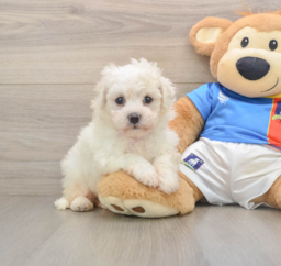 6 week old Bichon Frise Puppy For Sale - Fairfield Furbabies