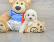 6 week old Bichon Frise Puppy For Sale - Fairfield Furbabies