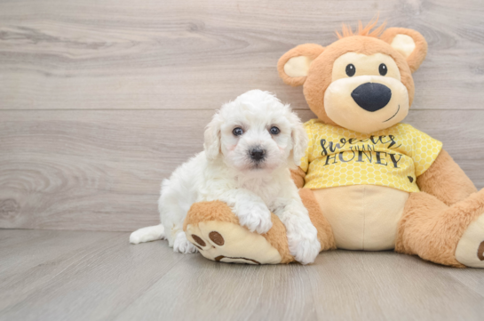 Friendly Bichon Frise Purebred Pup