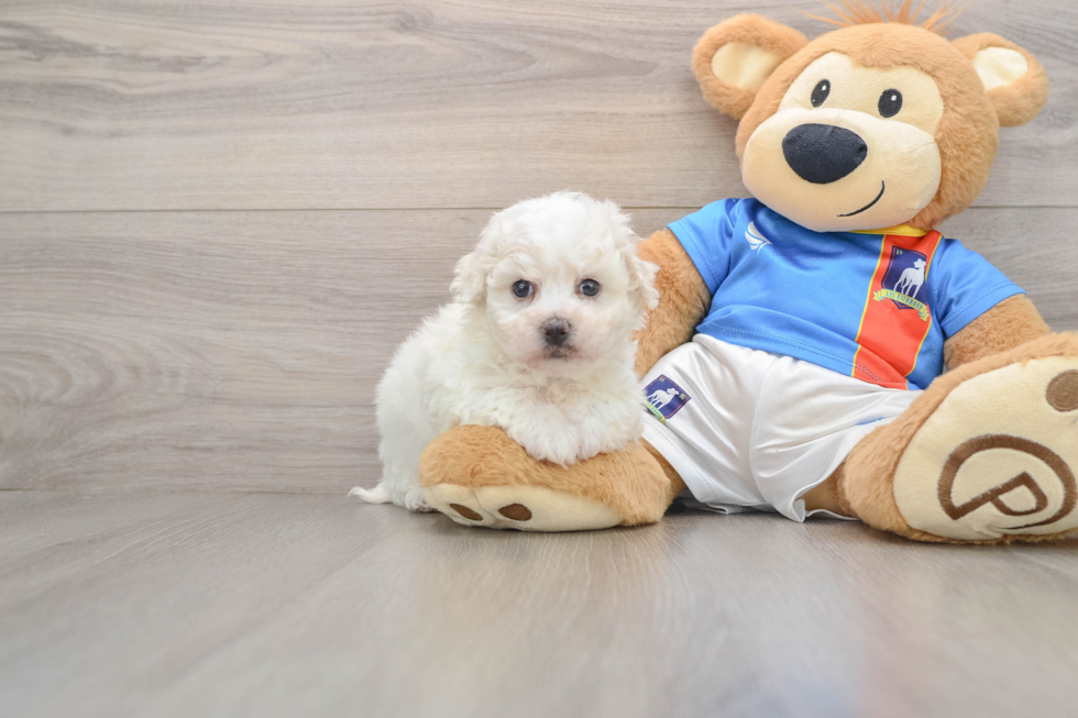 Best Bichon Frise Baby