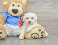6 week old Bichon Frise Puppy For Sale - Fairfield Furbabies