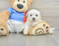 6 week old Bichon Frise Puppy For Sale - Fairfield Furbabies