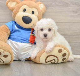 6 week old Bichon Frise Puppy For Sale - Fairfield Furbabies