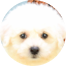 Bichon Frise Puppies For Sale - Fairfield Furbabies Bichon Frise Puppies For Sale - Fairfield Furbabies