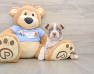 5 week old Boston Terrier Puppy For Sale - Fairfield Furbabies