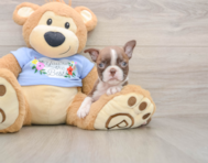 5 week old Boston Terrier Puppy For Sale - Fairfield Furbabies