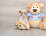 5 week old Boston Terrier Puppy For Sale - Fairfield Furbabies