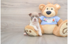 Playful Boston Terrier Baby