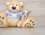 5 week old Boston Terrier Puppy For Sale - Fairfield Furbabies