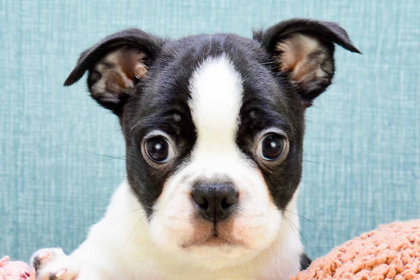 Boston Terrier Puppy For Sale - Fairfield Furbabies