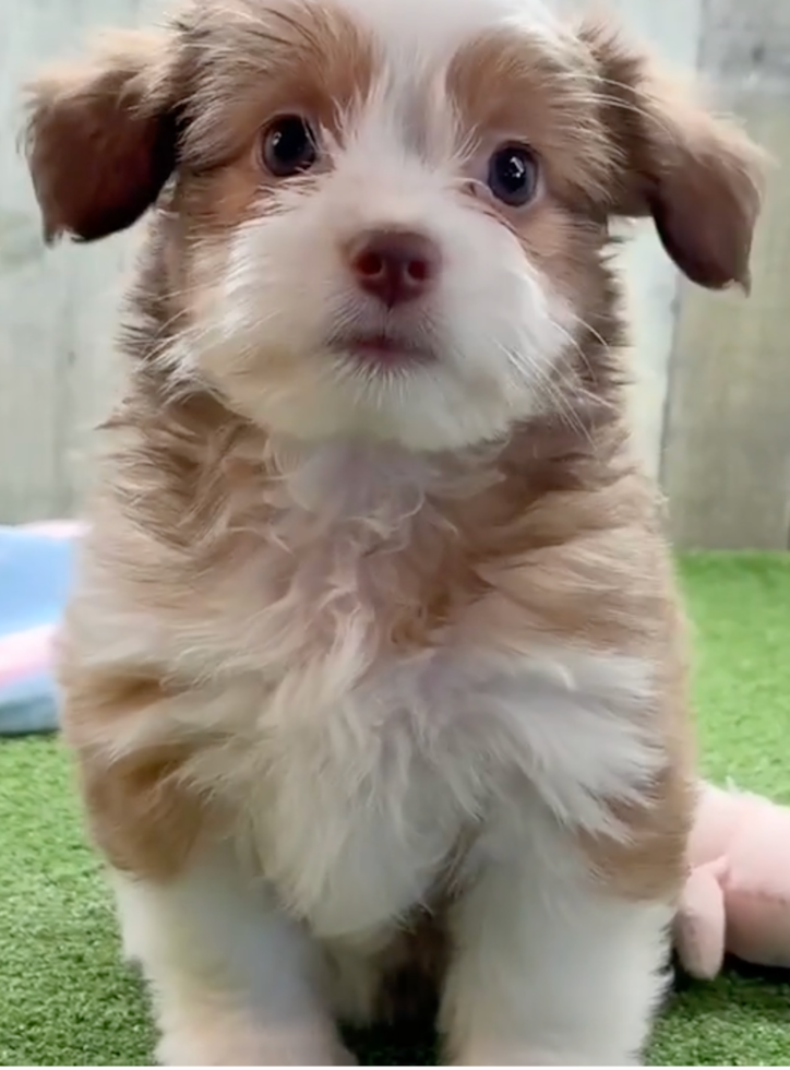 Cute Ausstzu Designer Pup