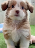 Cute Ausstzu Designer Pup