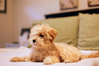 Cute Maltipoo Poodle Mix Pup Cute Maltipoo Poodle Mix Pup