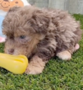 Poodle Being Cute Poodle Being Cute