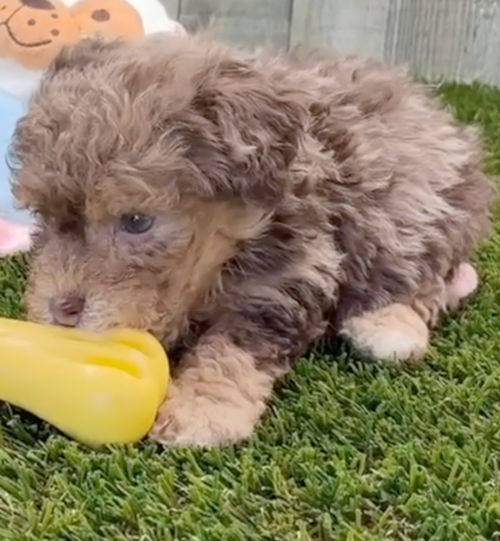 Poodle Being Cute
