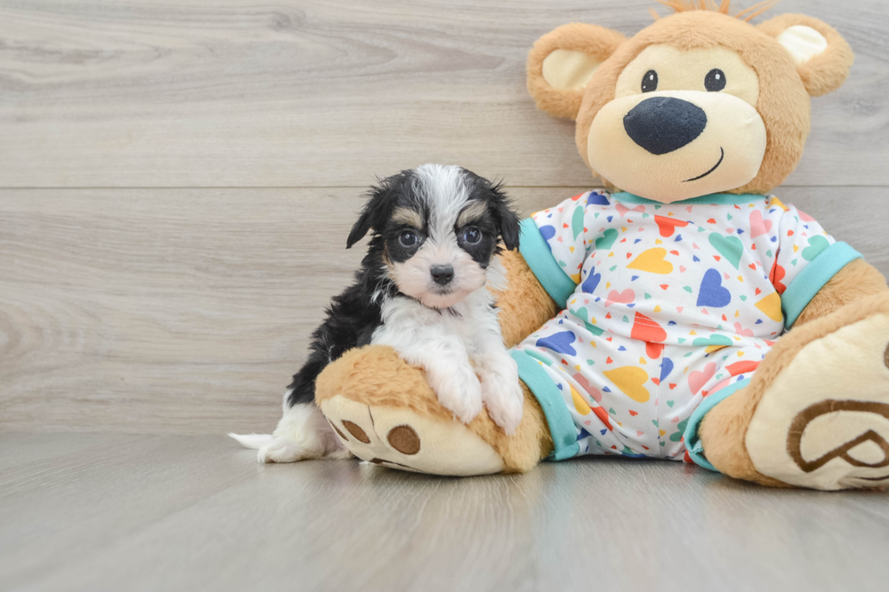 Cavachon Pup Being Cute
