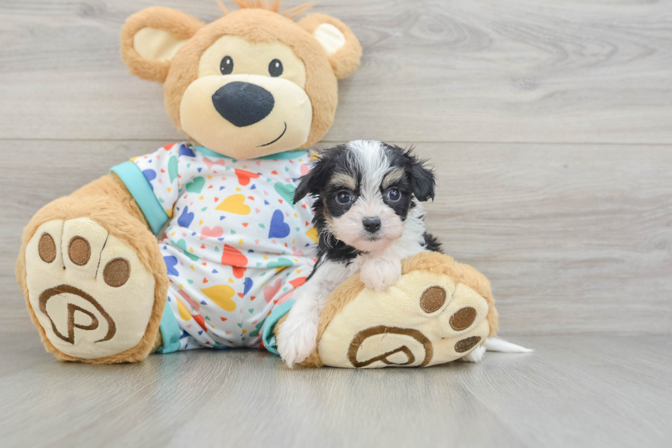 Cavachon Pup Being Cute