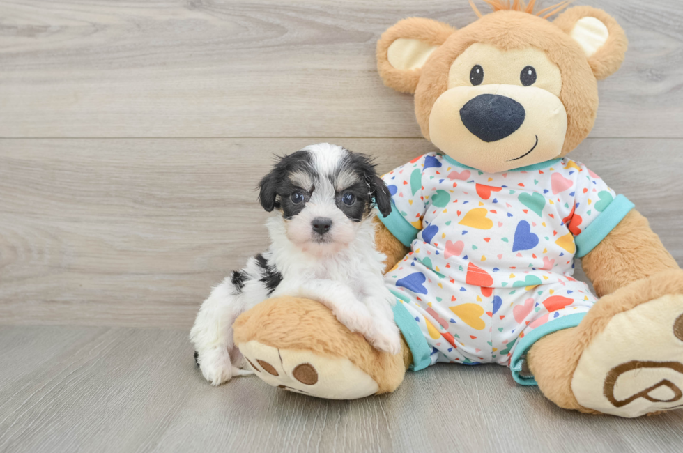 6 week old Cavachon Puppy For Sale - Fairfield Furbabies
