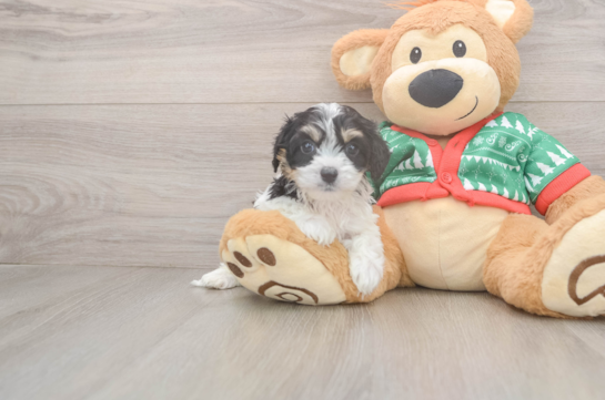 Adorable Cavalier Bichon Designer Puppy